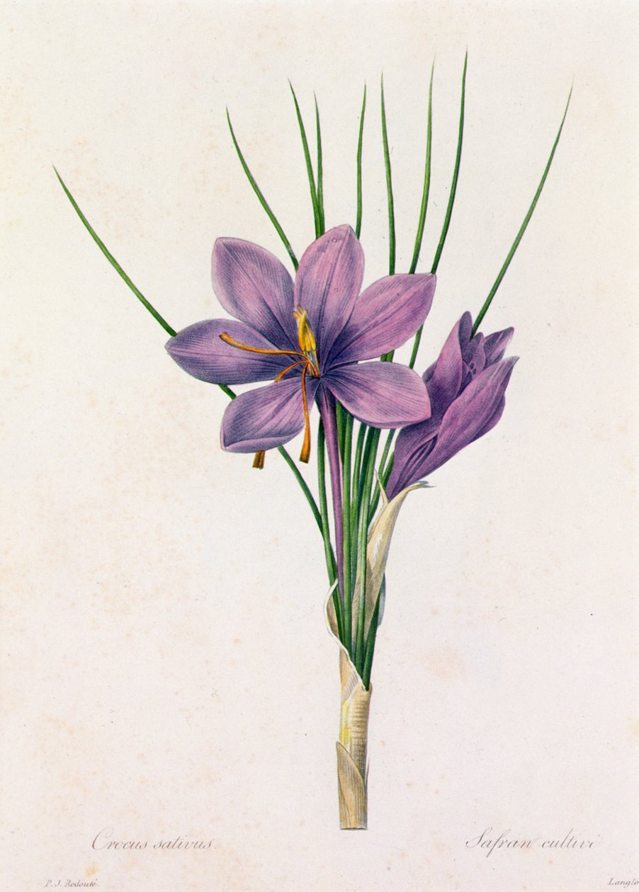 Crocus Sativus (gravura colorida) de Pierre Joseph Redouté