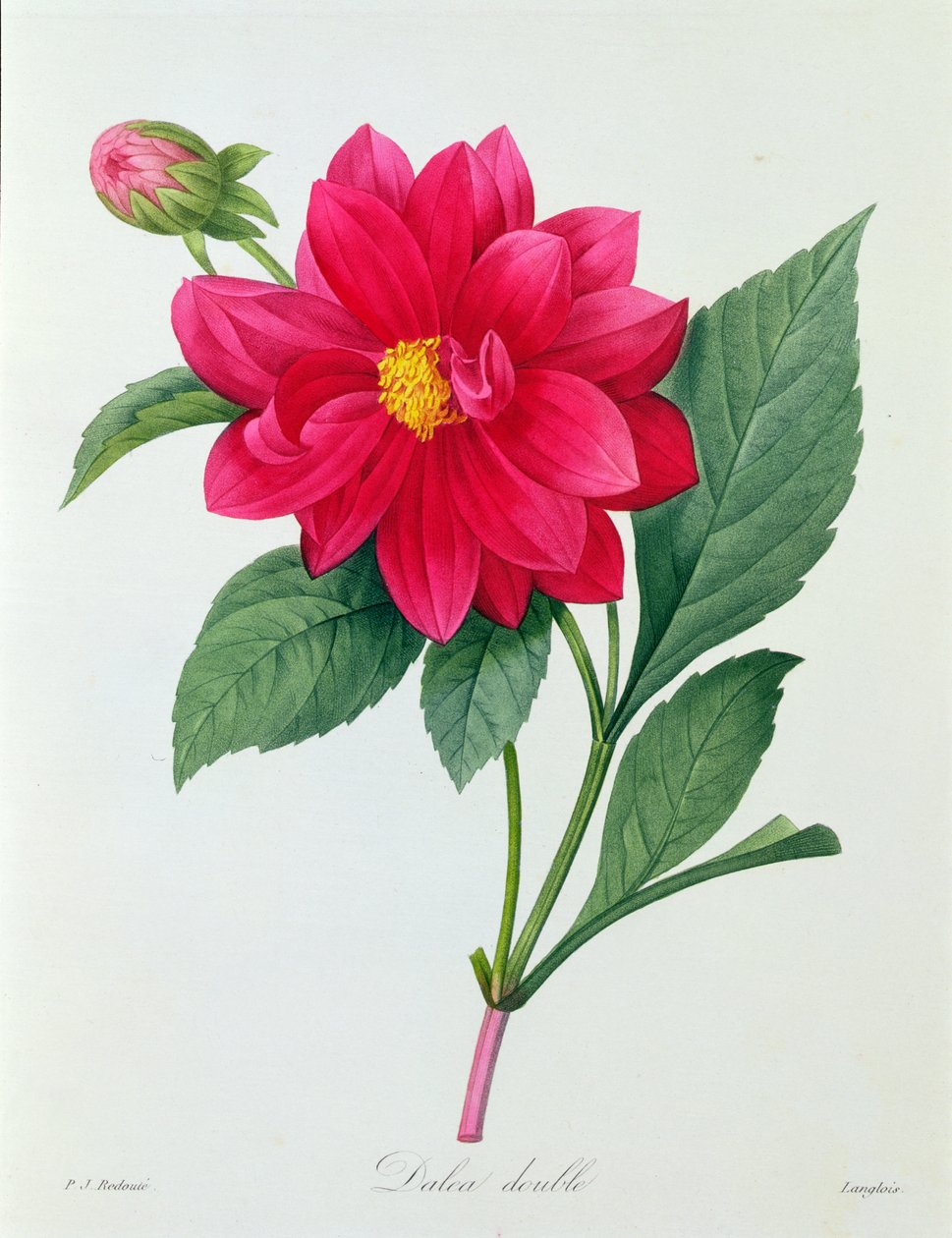 Dahlia Double (gravura colorida) de Pierre Joseph Redouté