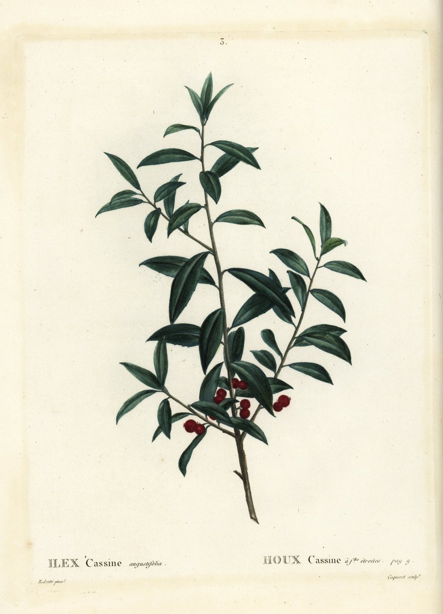 Dahoon holly ou cassina, Ilex cassine. Gravura de agulha colorida por Coqueret depois de uma ilustração de Pierre-Joseph Redoute de Henri Louis Duhamel du Moncel
