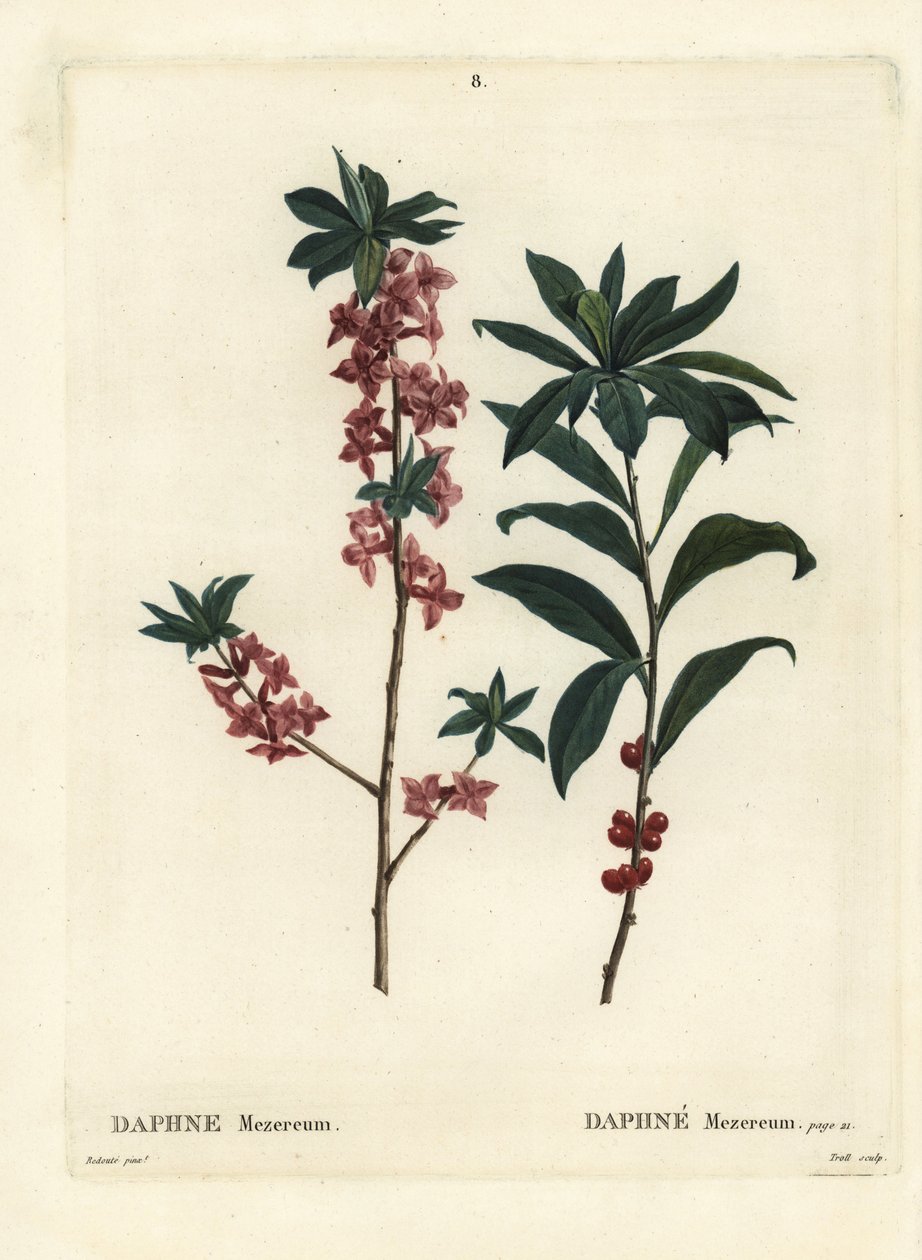 Daphne ou mezereon, Daphne mezereum. Gravação de um estilete colorido por Troll após uma ilustração de Pierre-Joseph Redoute, de Henri Louis Duhamel du Moncel