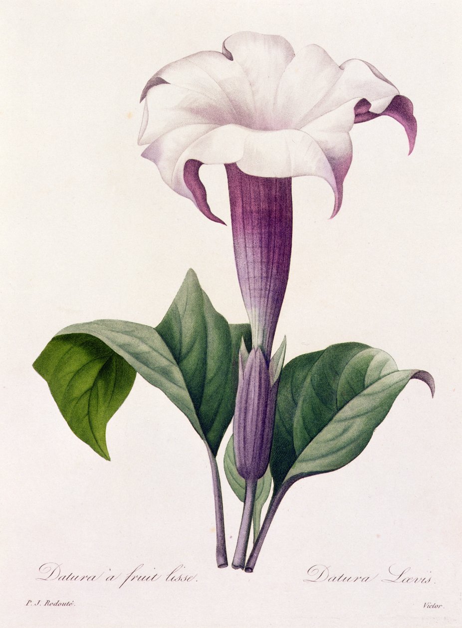 Dature Laevis (gravura colorida) de Pierre Joseph Redouté