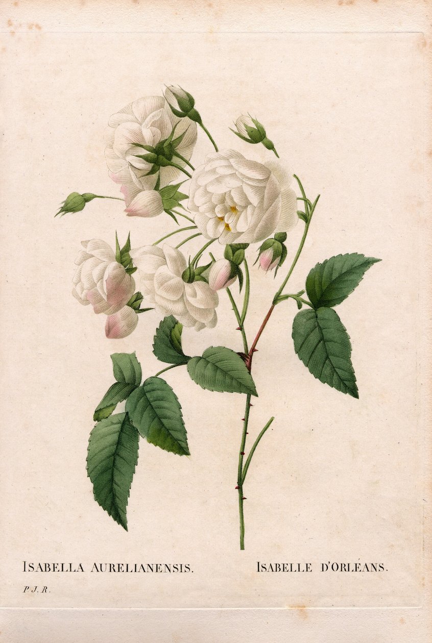 Rosa D