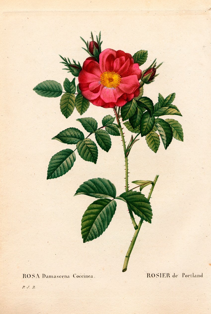 Duquesa de Portland rose, Rosa portlandica, Rosa de Portland. Gravura em chapa de cobre colorida à mão de "Les Roses", de Pierre Joseph Redoute, Paris de Pierre-Joseph Redouté
