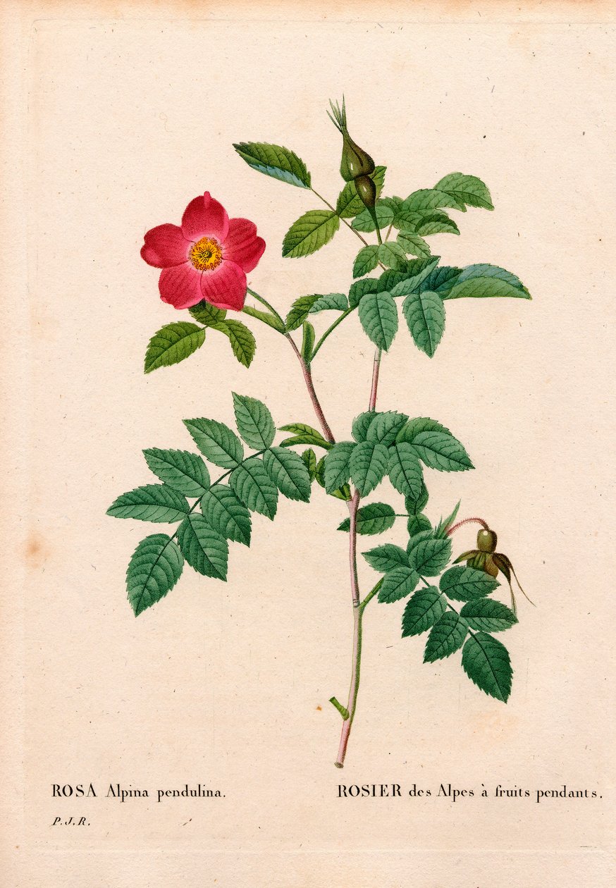 Durante o alpino cor-de-rosa frutado, Rosa pendulina. Gravura em chapa de cobre colorida à mão de "Les Roses", de Pierre Joseph Redoute, Paris de Pierre-Joseph Redouté