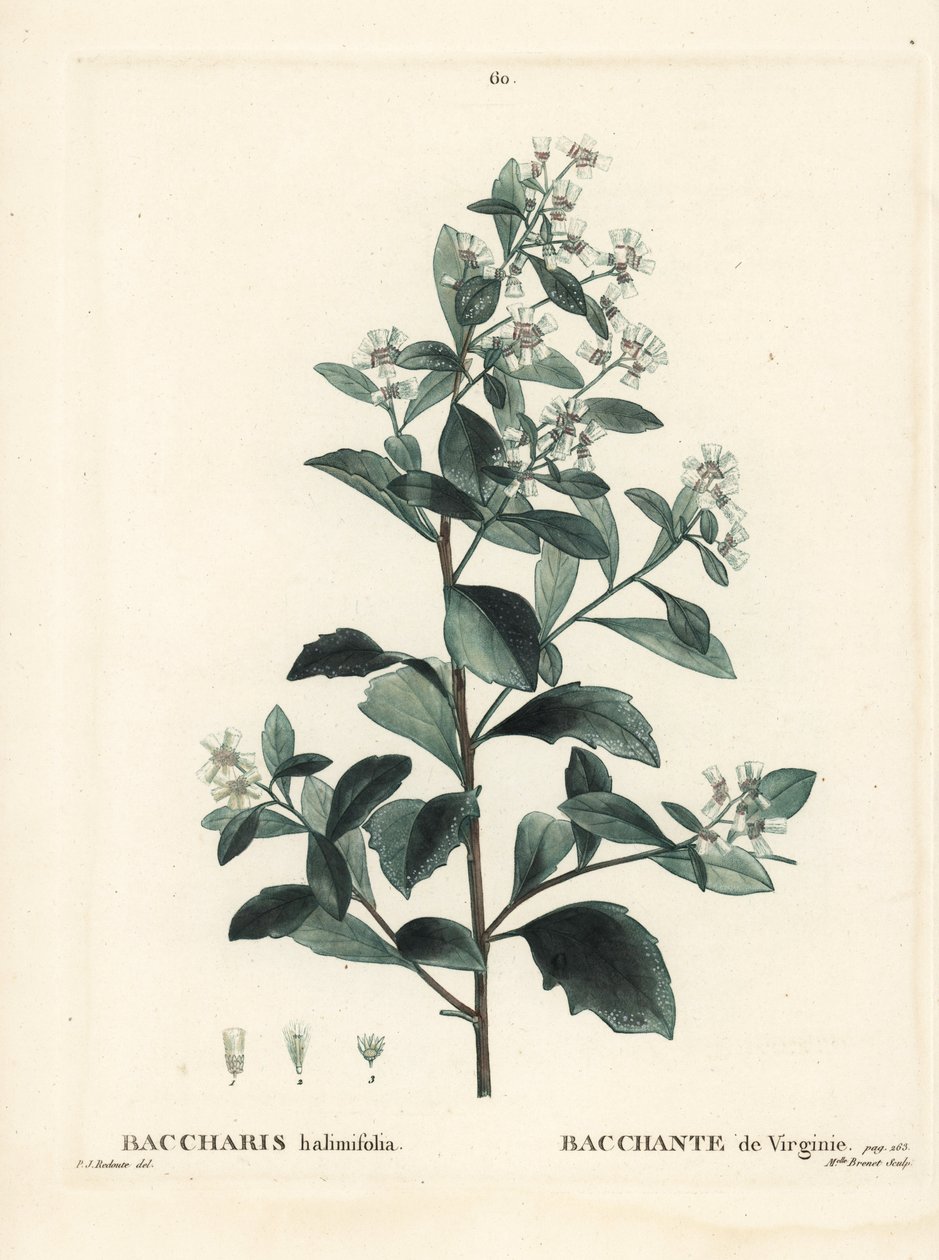 Baccharis oriental, moita, murta do mar ou salsicha, Baccharis halimifolia. Gravura de agulha colorida por Miss Brenet depois de uma ilustração de Pierre-Joseph Redoute de Henri Louis Duhamel du Moncel