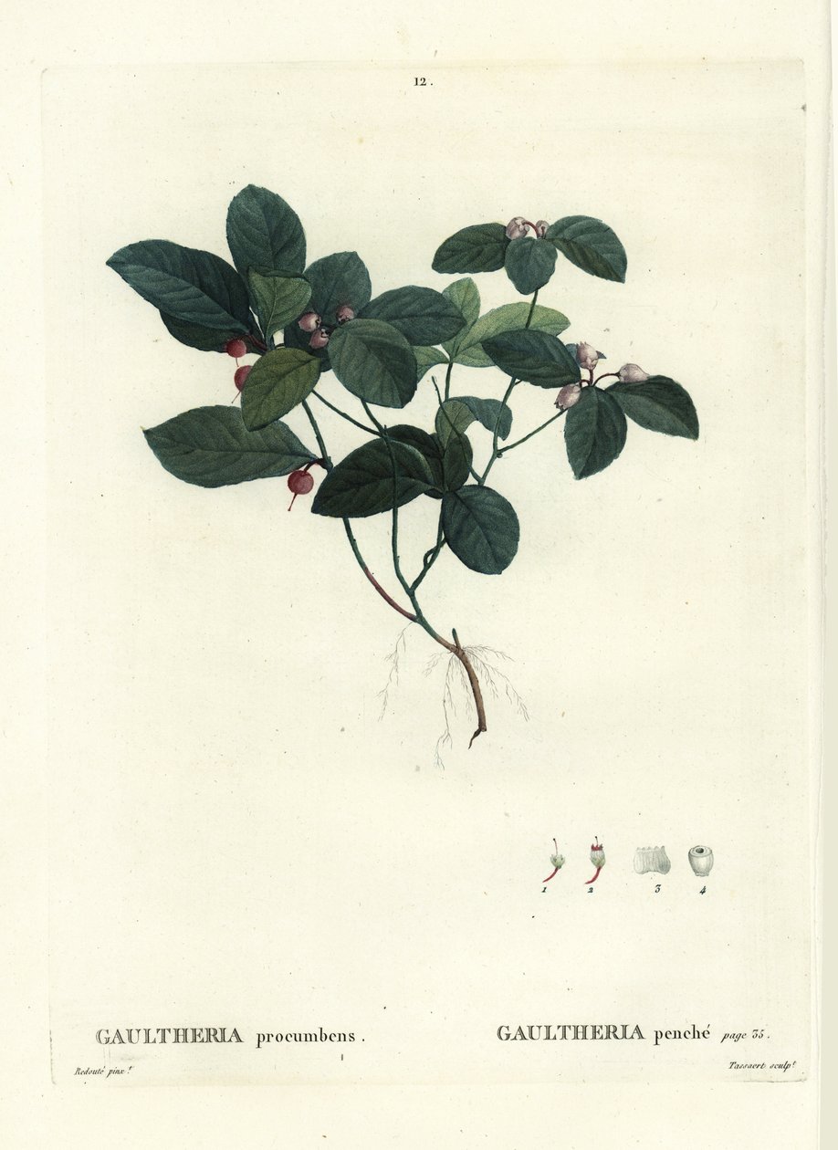 Oriental teaberry, checkerberry ou boxberry, Gaultheria procumbens. Gravura de agulha colorida por Tassaert após uma ilustração de Pierre-Joseph Redoute de Henri Louis Duhamel du Moncel