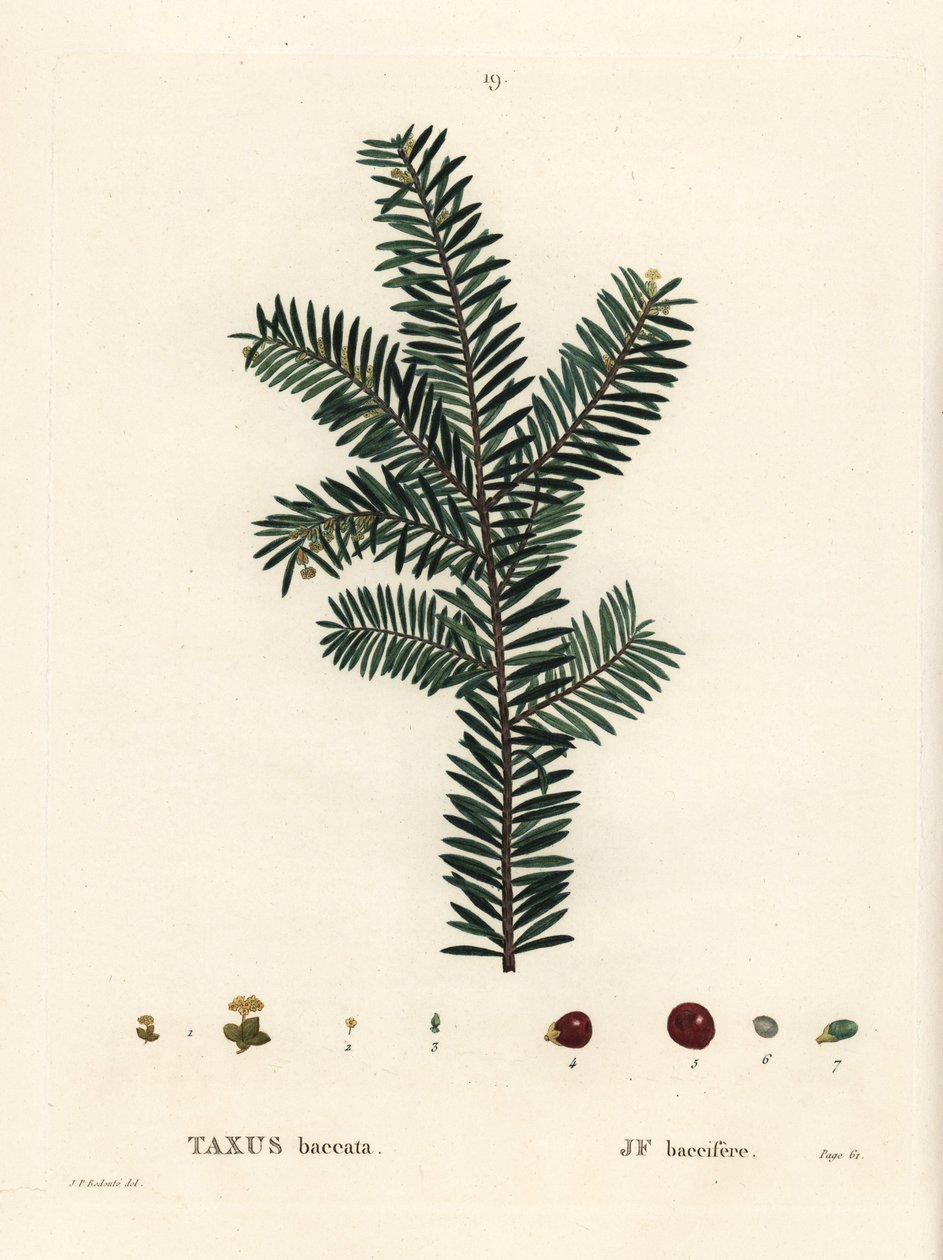 Teixo inglês ou teixo europeu, Taxus baccata. Gravura em estilete colorido depois de uma ilustração de Pierre-Joseph Redoute, de Henri Louis Duhamel du Monceau