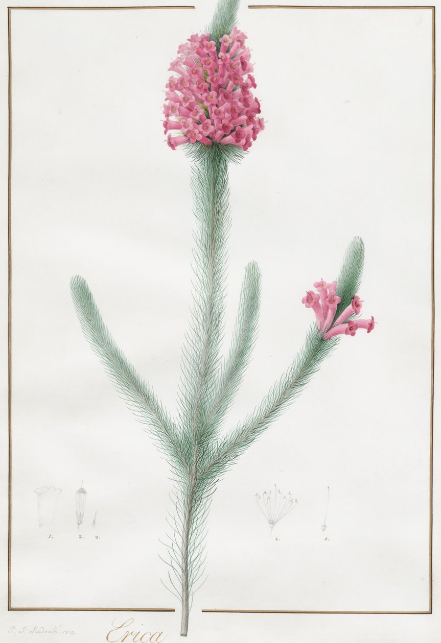 Erica Fulugida, ೧೮೧೩. de Pierre Joseph Redouté