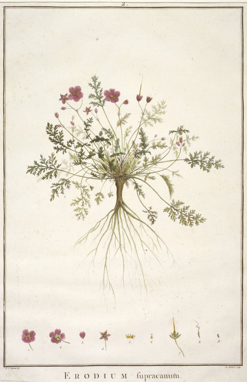 Daisy supracanum, de Geraniologia, ou horas, PELARGONII, ícones história Monsoniae grielum para ilustrar, 1787-88 (gravura mão-colorida) de Pierre-Joseph Redouté