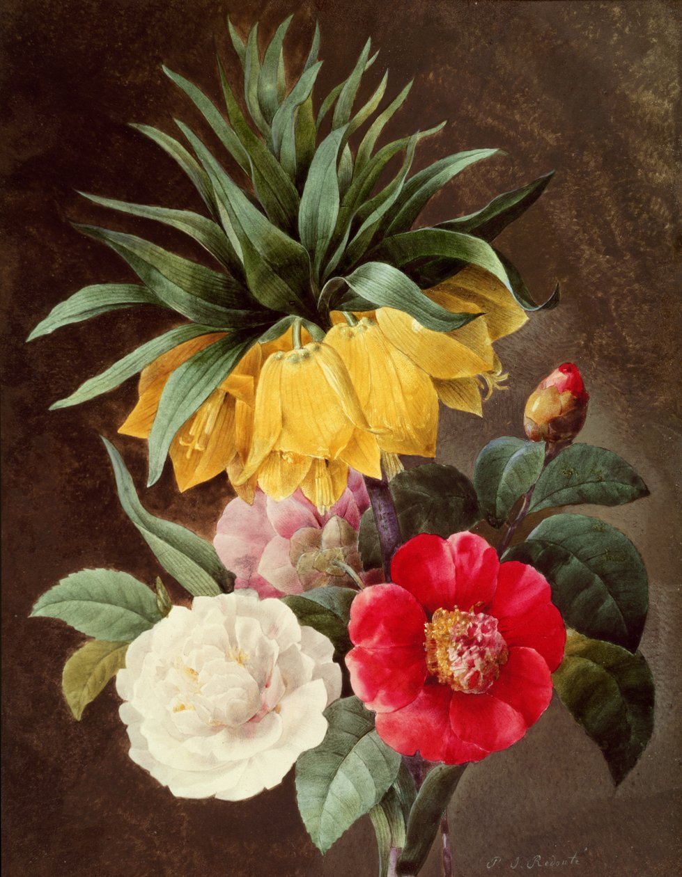 Flores Exóticas de Pierre Joseph Redouté