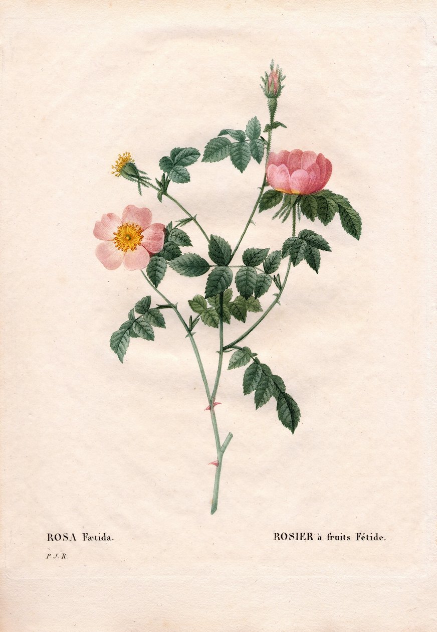Rosa da fruta Fetide. Gravura em chapa de cobre colorida à mão de "Les Roses", de Pierre Joseph Redoute, Paris de Pierre Joseph Redouté