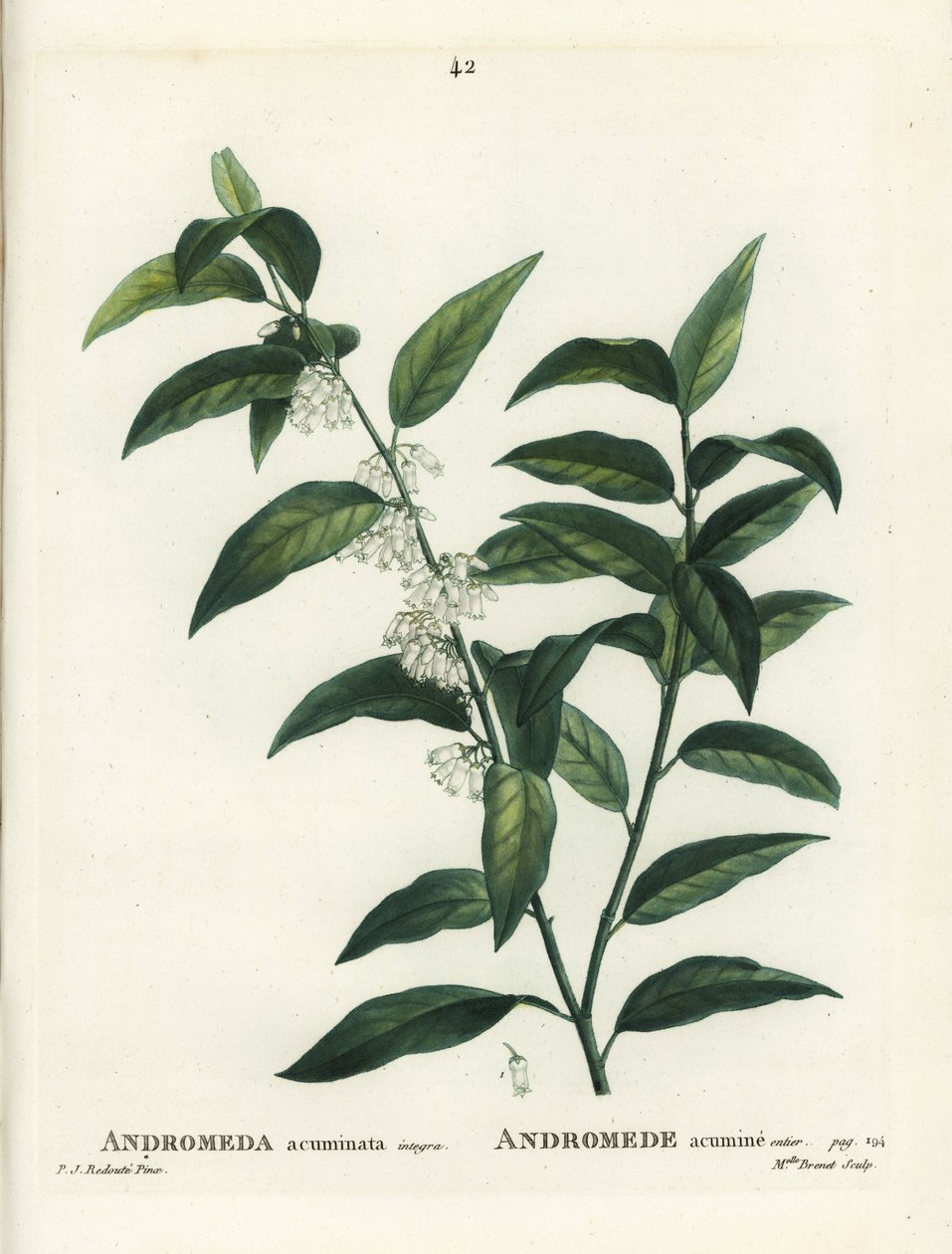 Fetterbush, Andromeda acuminata. Gravura de ponto colorido por Miss Brenet depois de uma ilustração de Pierre-Joseph Redoute de Henri Louis Duhamel du Moncel