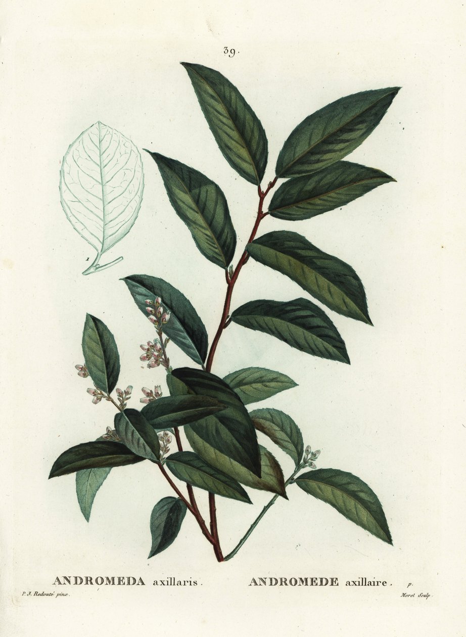 Fetterbush, Andromeda Axillaris. Gravura de ponto colorido por Moret depois de uma ilustração de Pierre-Joseph Redoute de Henri Louis Duhamel du Moncel