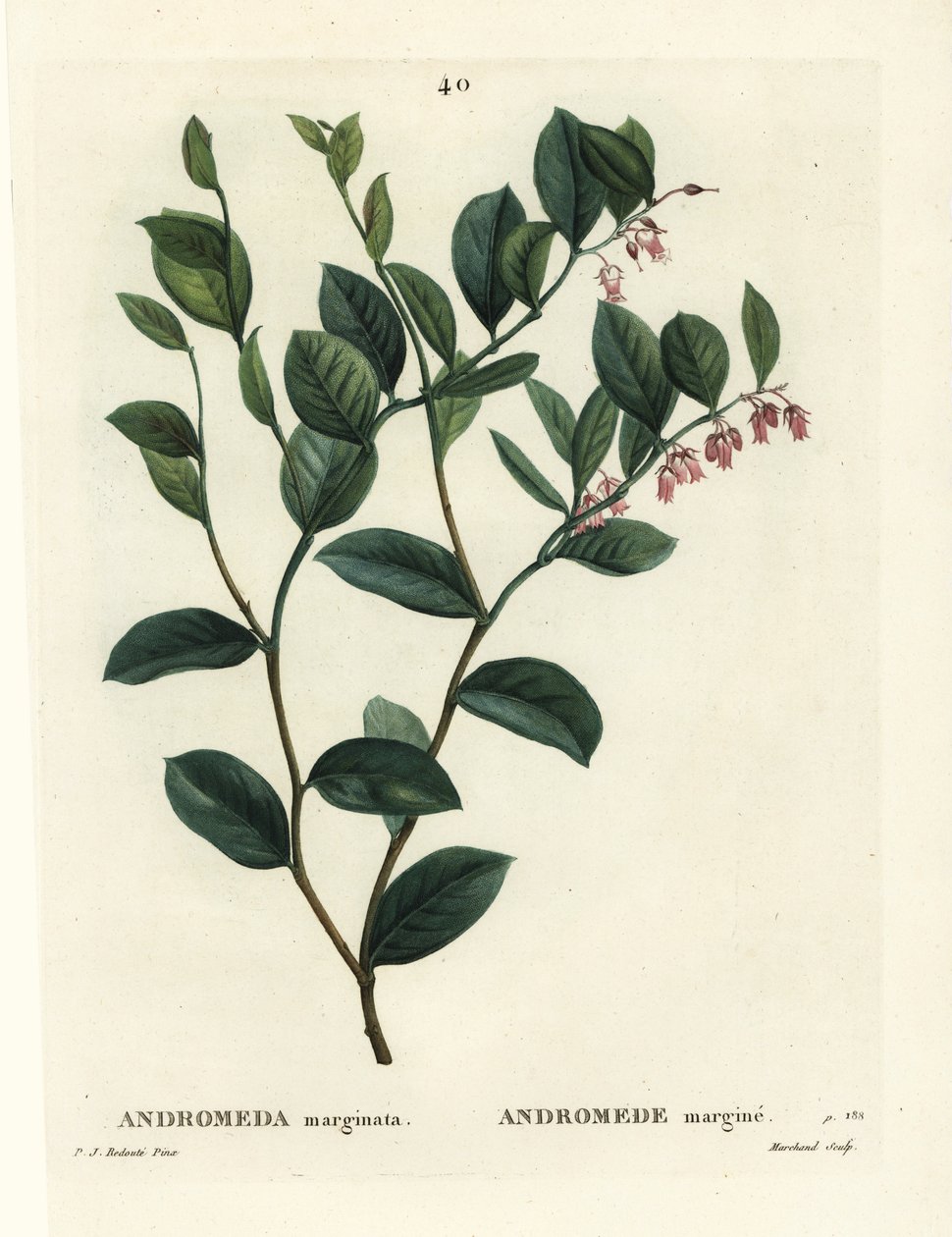 Fetterbush, Andrómeda marginata. Gravura de um estilete colorido à mão de J. Marchand após uma ilustração de Pierre-Joseph Redoute, de Henri Louis Duhamel du Moncel