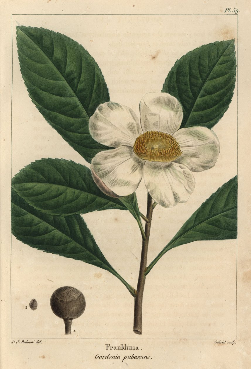 Franklinia tree, Gordonia pubescens (gravura) de Pierre Joseph Redouté