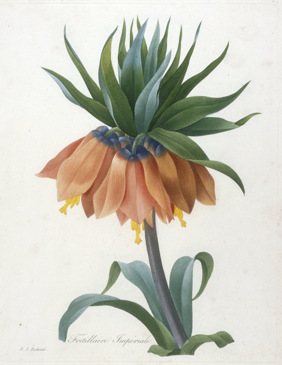 Fritillaire Imperiale, da escolha das mais belas flores e dos mais belos frutos, 1827 de Pierre Joseph Redouté