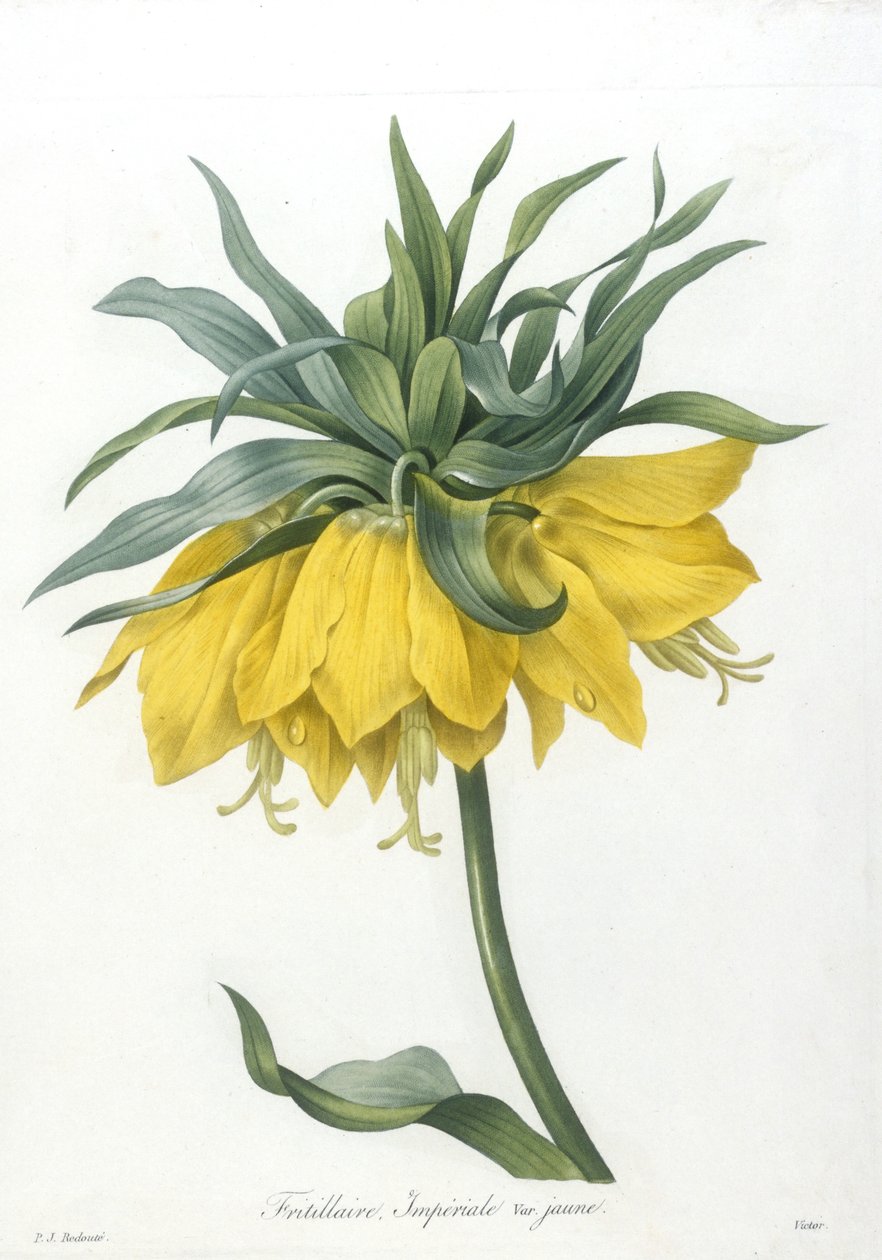 Fritillary, variedade amarela Imperiale, da Seleção Das Flores Mais Bonitas E Dos Frutos Mais Bonitos, 1827 (gravura stipple colorida à mão) de Pierre Joseph Redouté