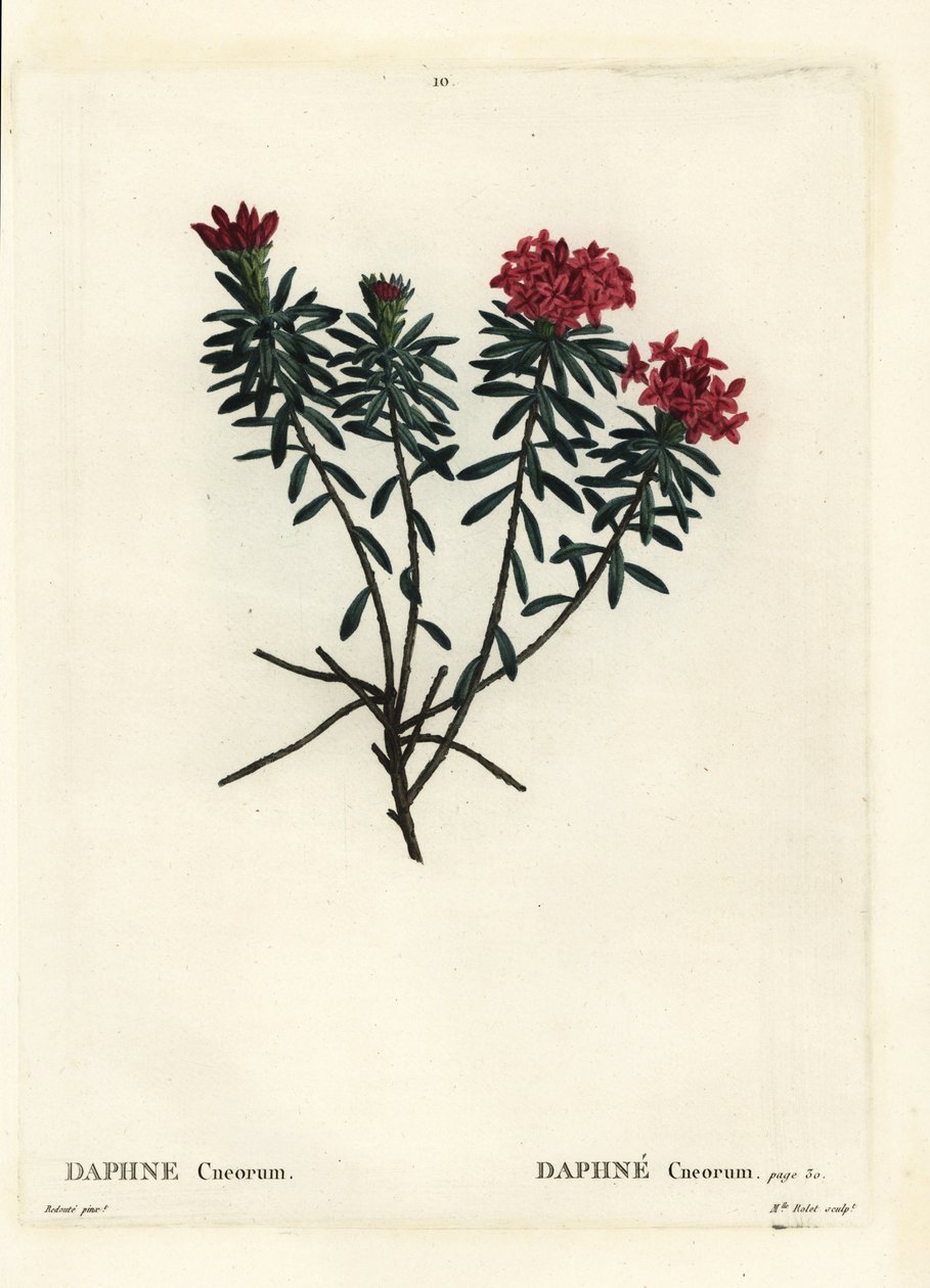 Garland flower rose gold daphne, Daphne cneorum. Gravura de ponto colorido por Miss Rolet depois de uma ilustração de Pierre-Joseph Redoute de Henri Louis Duhamel du Moncel