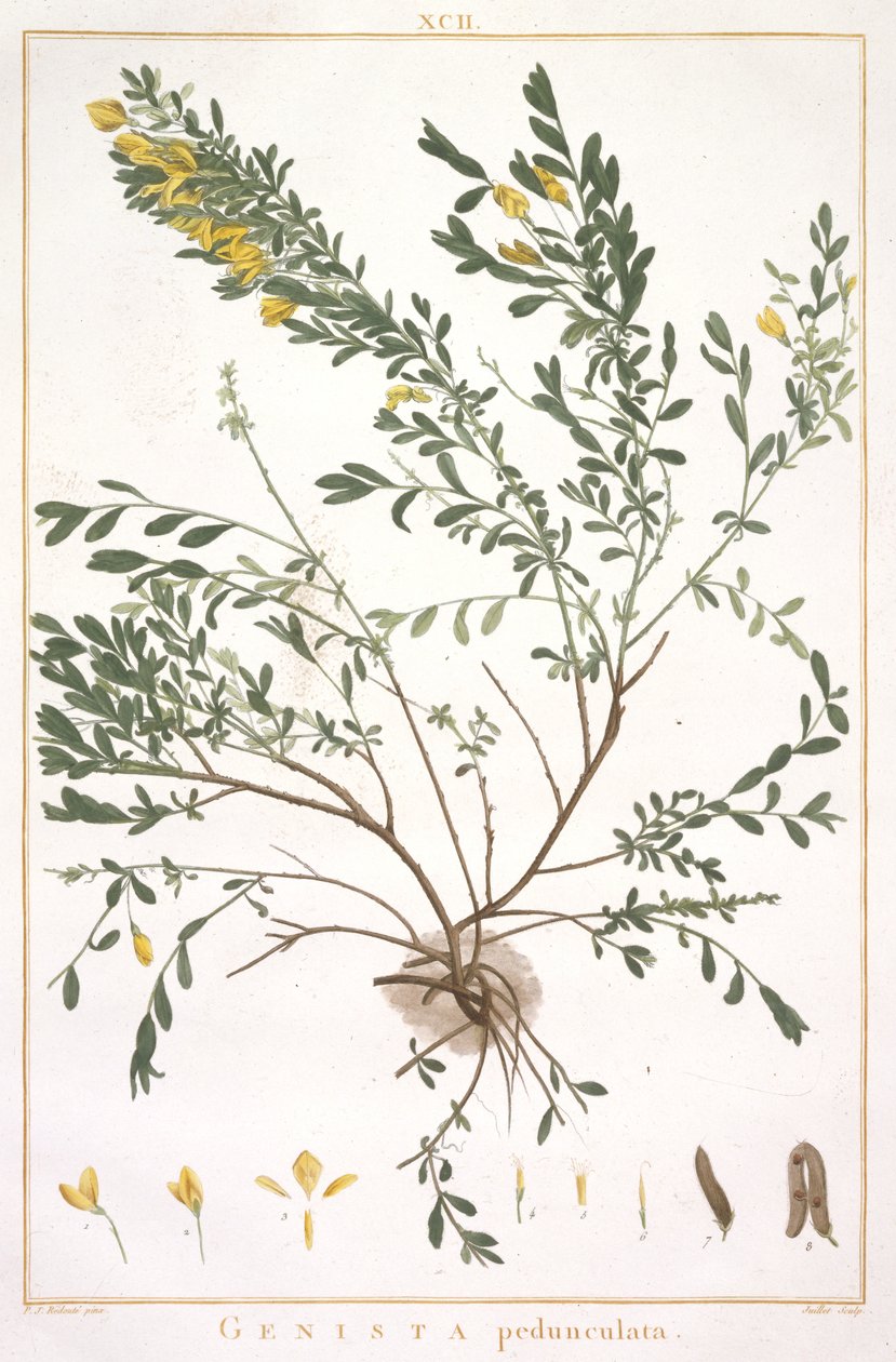 Vassoura pedúnculo de tiras que são novos ou menos Cognitae, 1784 (gravura mão-colorida) de Pierre Joseph Redouté