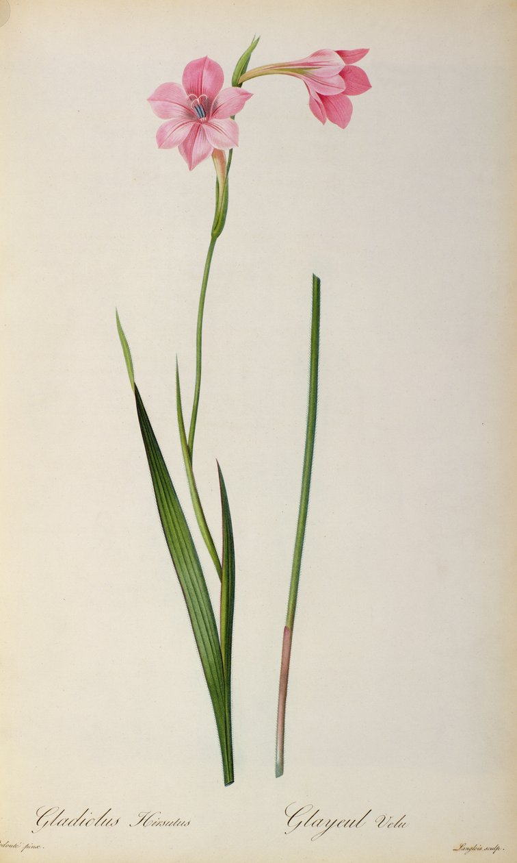 Gladíolo Hirsulus, de `Les Liliacees &39;, 1805 de Pierre Joseph Redouté