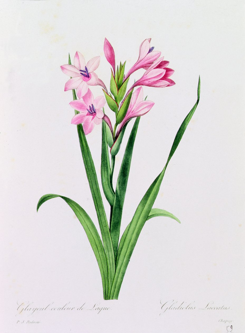 Glayeul Couleur de Laque (gravura a cores) de Pierre Joseph Redouté