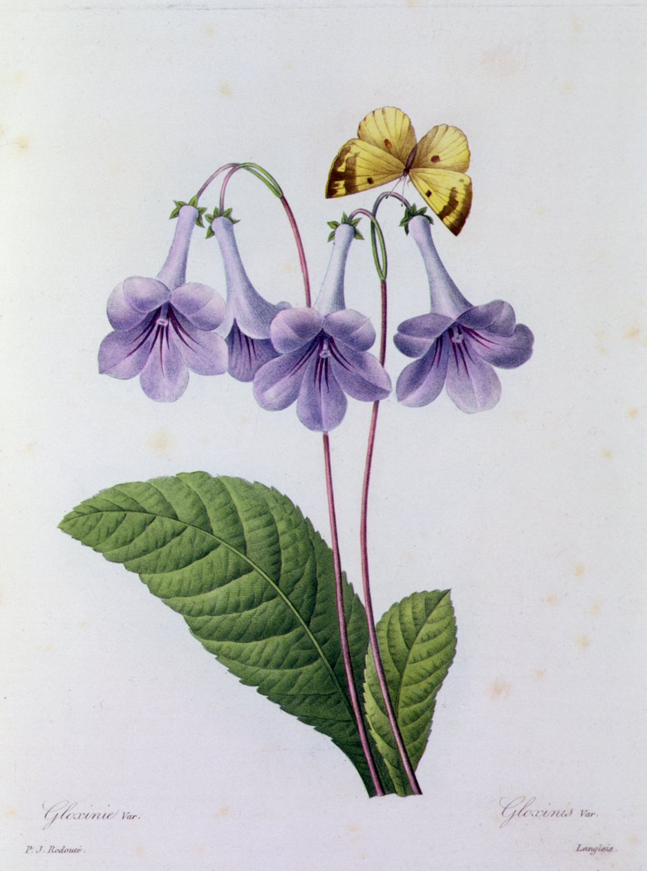 Gloxinia (gravura colorida) de Pierre Joseph Redouté