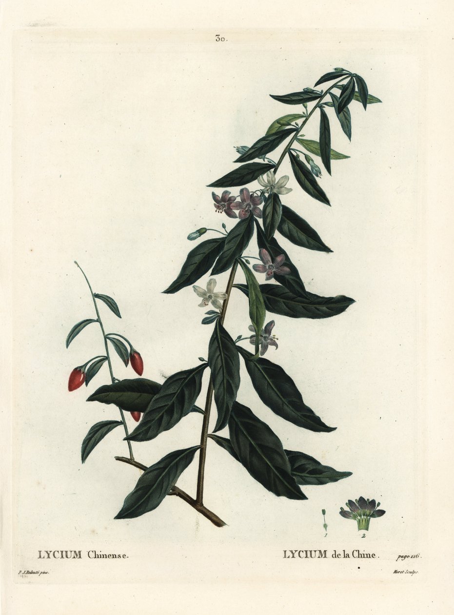 Goji berry ou boxthorn chinês, Lycium chinense. Gravura de ponto colorido por Moret depois de uma ilustração de Pierre-Joseph Redoute de Henri Louis Duhamel du Moncel