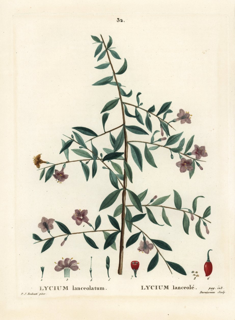 Goji berry ou mirtilo-lobo chinês, Lycium barbarum (Lycium lanceolatum). Gravura de estilete colorida à mão por Du Ruisseau após uma ilustração de Pierre-Joseph Redoute de Henri Louis Duhamel du Moncel
