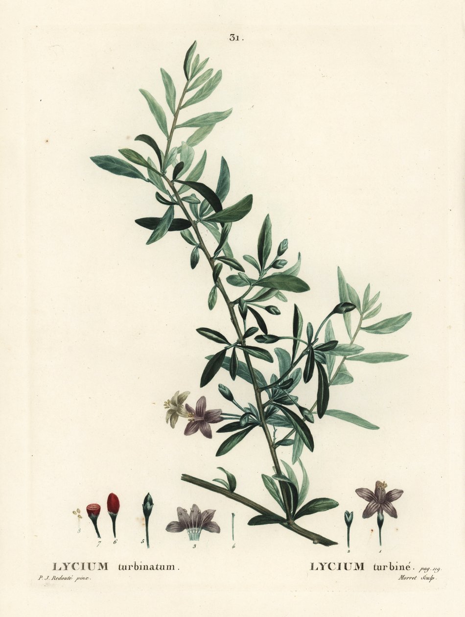 Goji berry ou mirtilo-lobo chinês, Lycium barbarum (Lycium turbinatum). Gravura de ponto colorido por Moret depois de uma ilustração de Pierre-Joseph Redoute de Henri Louis Duhamel du Moncel