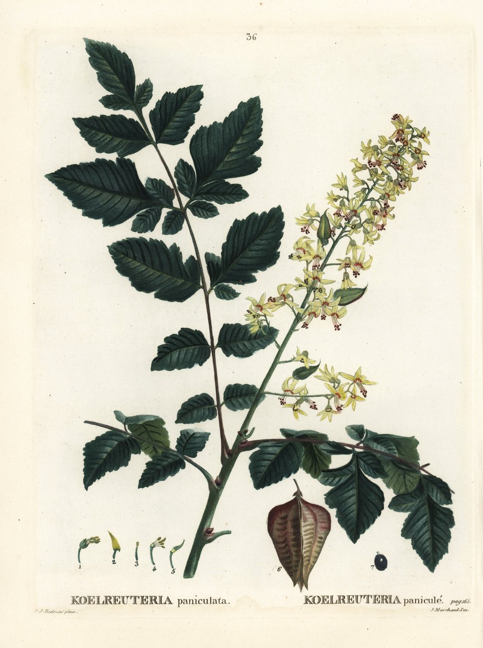 Árvore Goldenrain, orgulho da Índia, árvore da China ou árvore de verniz, Koelreuteria paniculata. Gravura de um estilete colorido à mão, depois de uma ilustração de Pierre-Joseph Redoute, de Henri Louis Duhamel du Monceau