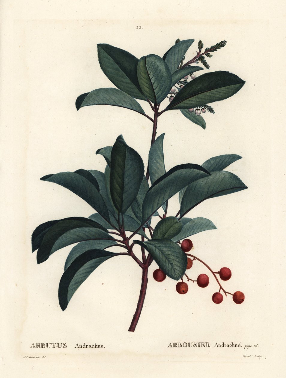 Morangueiro grego, Arbutus andrachne. Gravura de agulha colorida por Moret depois de uma ilustração de Pierre-Joseph Redoute de Henri Louis Duhamel du Moncel