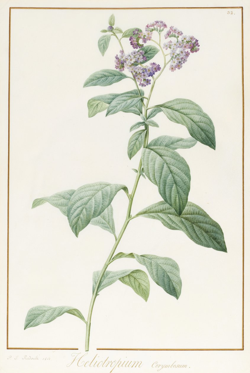 Heliotropium Corymbosurn, 1812 (wc e bodycolour sobre grafite aveludado) de Pierre Joseph Redouté