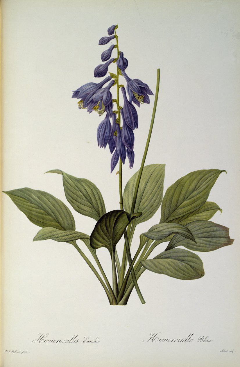 Hemerocallis azul, do `Les Liliacearum de 1806 de Pierre Joseph Redouté