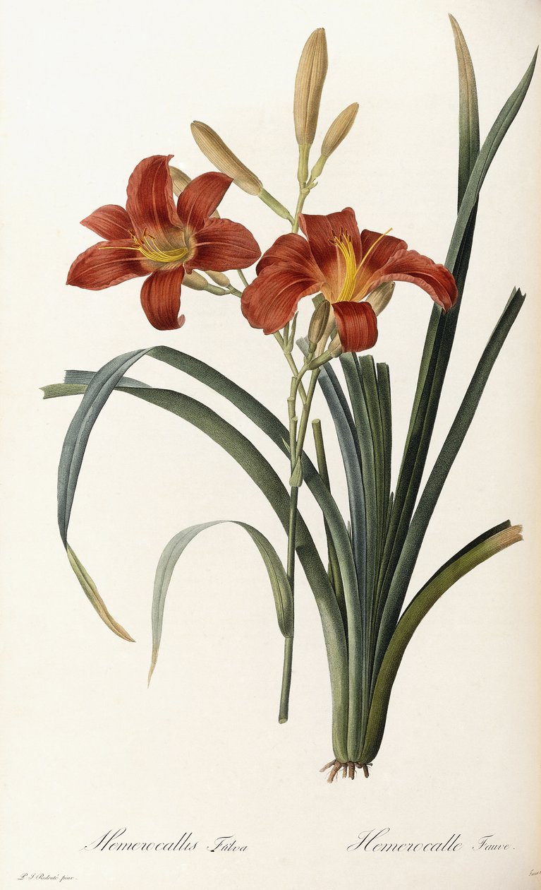 Hemerocallis Fulva - Hemerocalle Fauve de Pierre Joseph Redouté