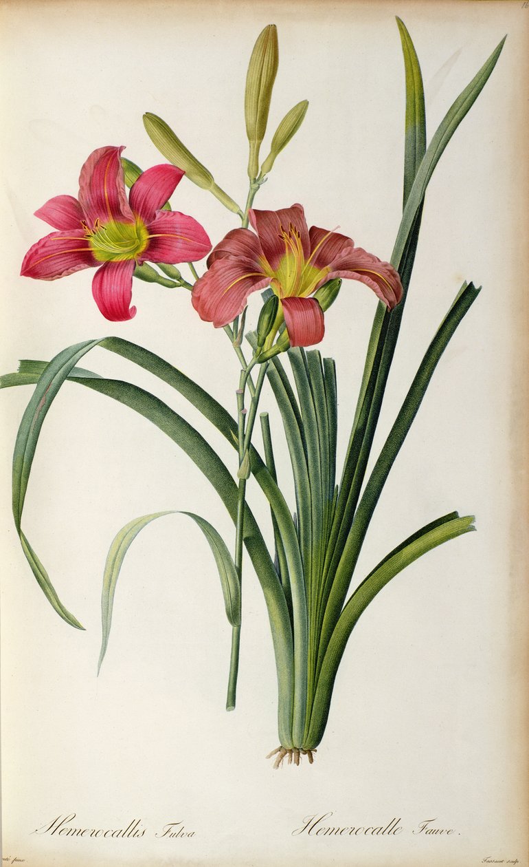 Hemerocallis fulva, do `Les Liliacearum de 1805 de Pierre Joseph Redouté