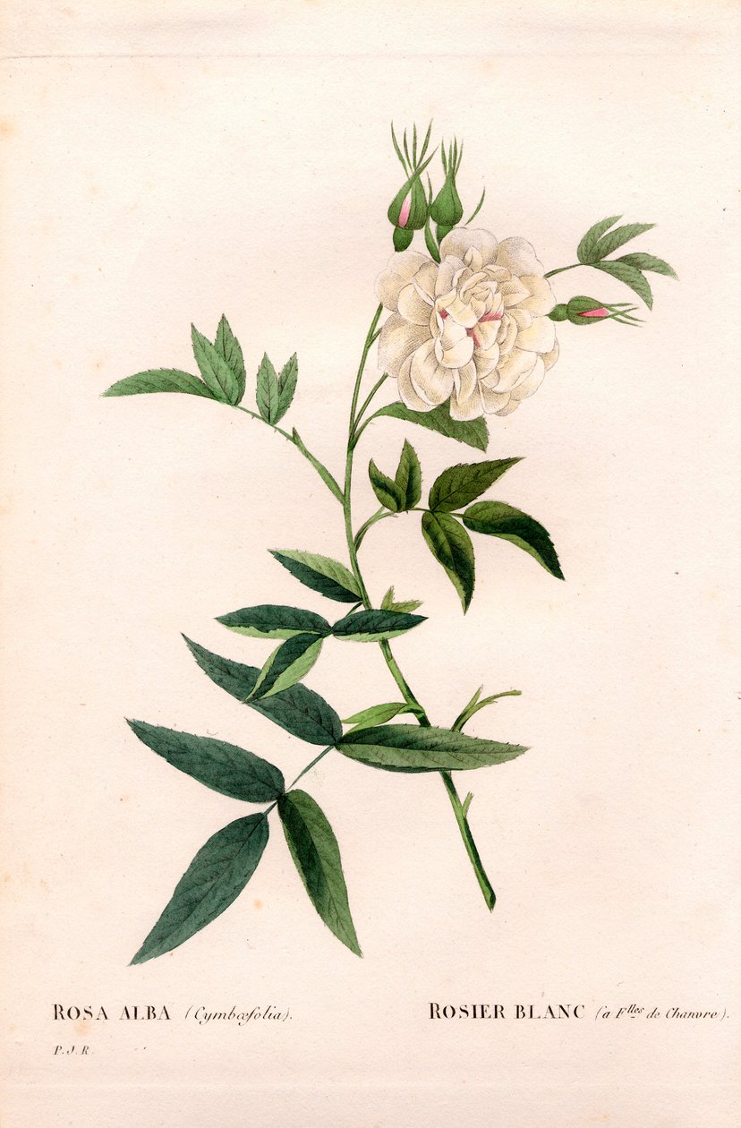 Rosa branca com folhas de cânhamo, Rosa alba var. cannabifolia, rosa branca com folhas de cânhamo. Gravura em chapa de cobre colorida à mão, de Pierre Joseph Redoute, "Les Roses", Paris de Pierre Joseph Redouté