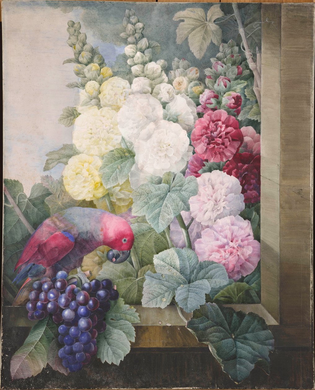 Malvas, uvas e um papagaio, 1836. de Pierre Joseph Redouté