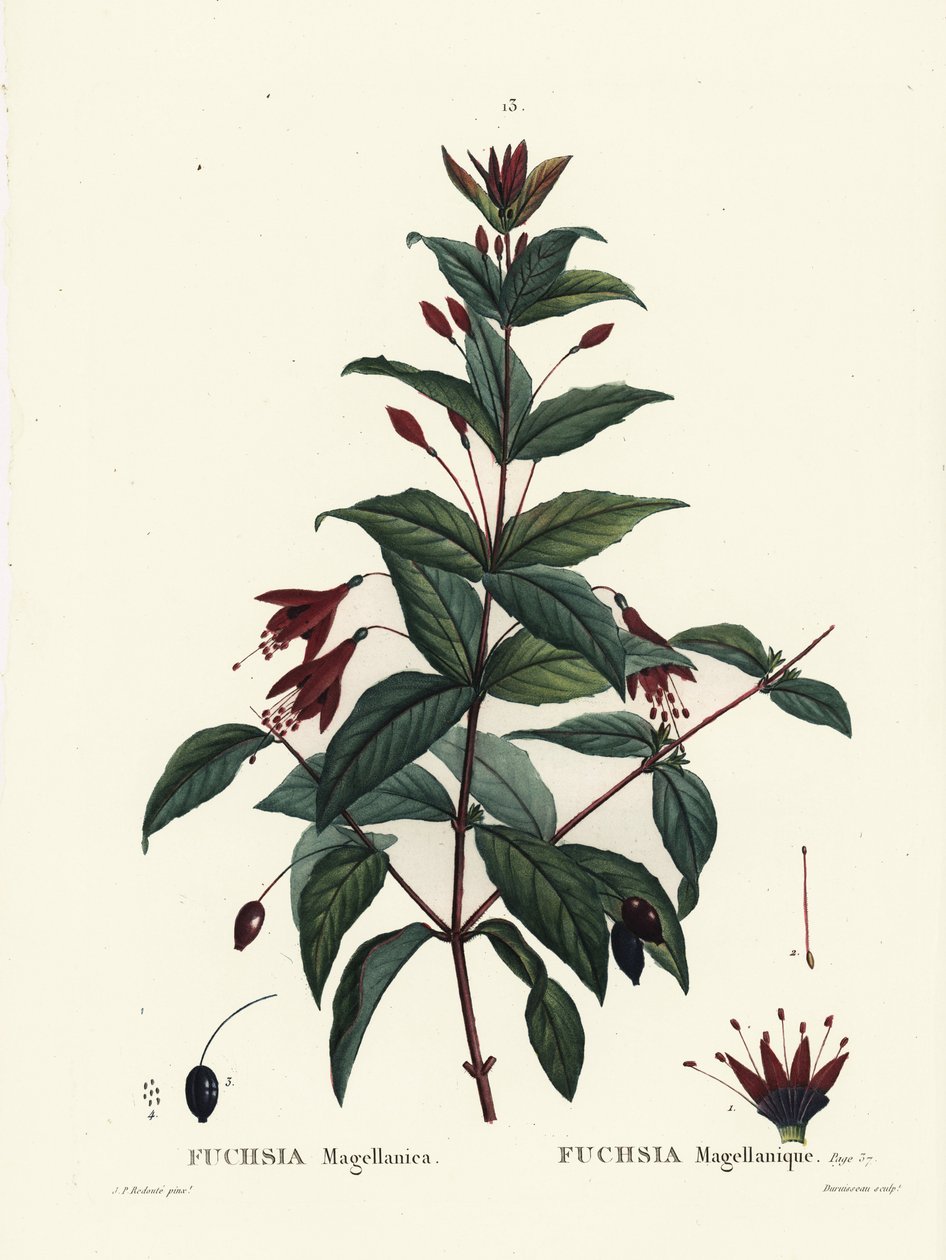 Hummingbird fuchsia, Fuchsia magellanica. Gravura de estilete colorida à mão por Du Ruisseau após uma ilustração de Pierre-Joseph Redoute, de Henri Louis Duhamel du Moncel