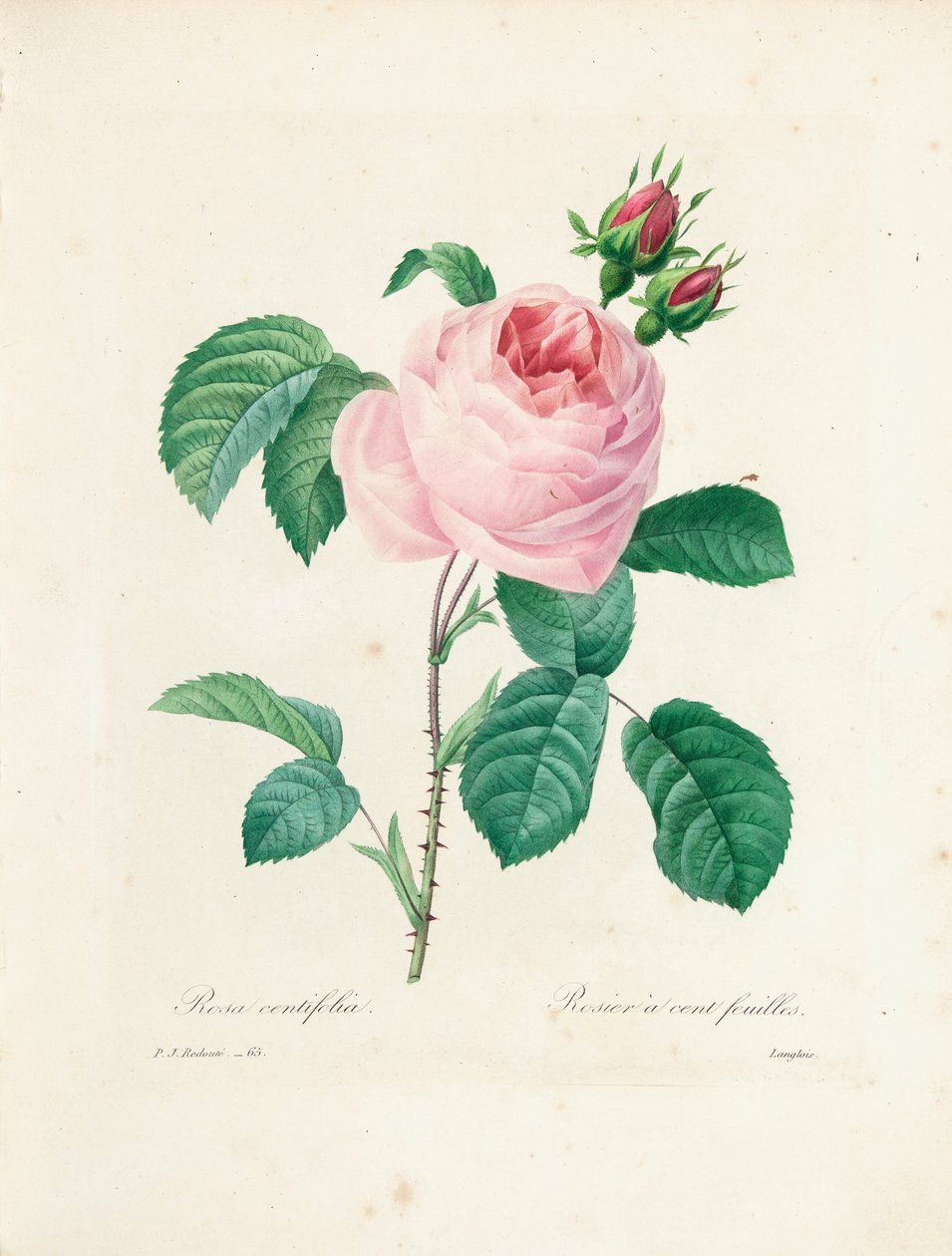 Rose de cem folhas, gravada por Langlois, de "Escolha das mais belas flores e frutas mais bonitas", vol. Eu, 1827-33 de Pierre Joseph Redouté