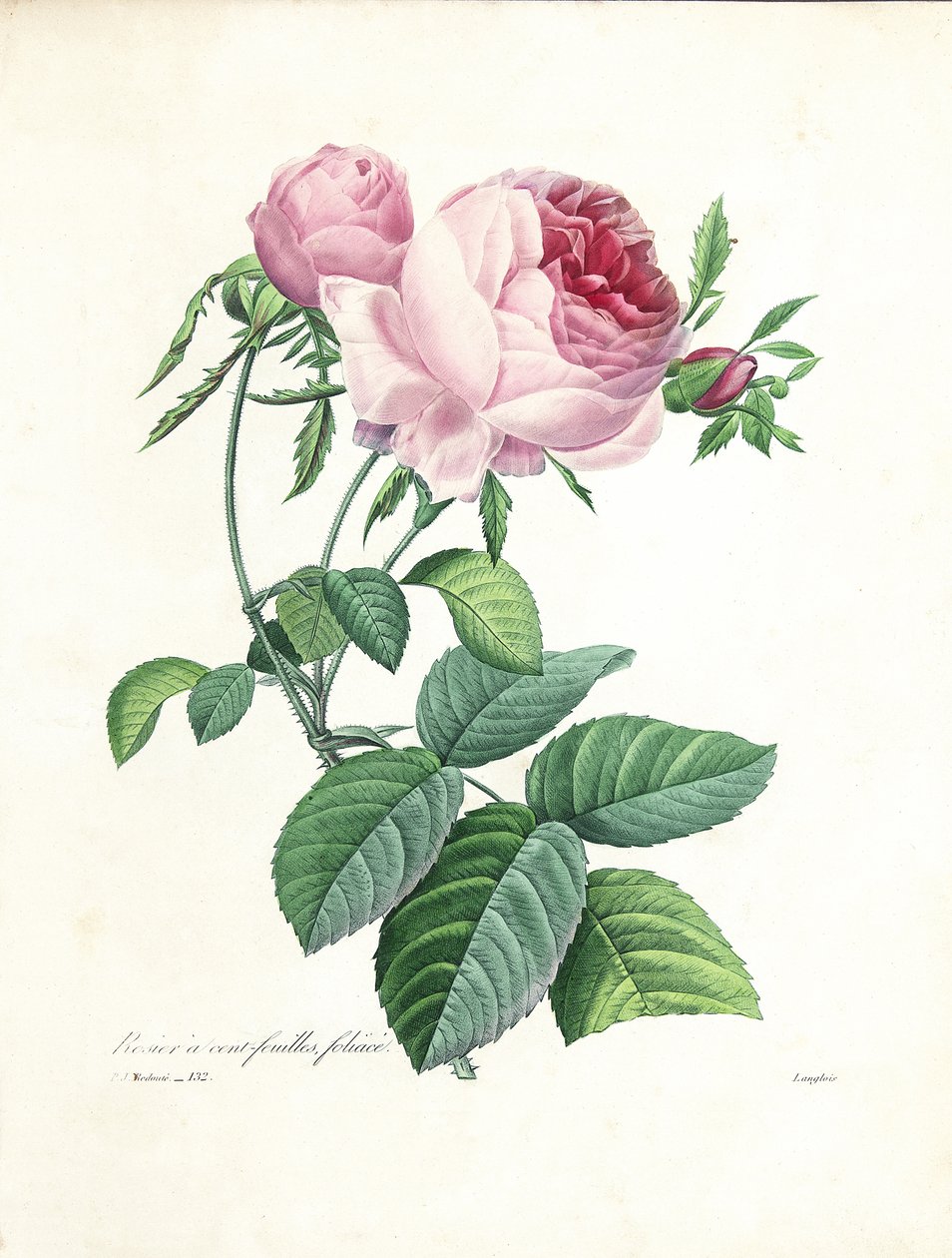 Rose de cem folhas, gravada por Langlois, de "Escolha das mais belas flores e frutas mais bonitas", vol. Eu, 1827-33 de Pierre Joseph Redouté