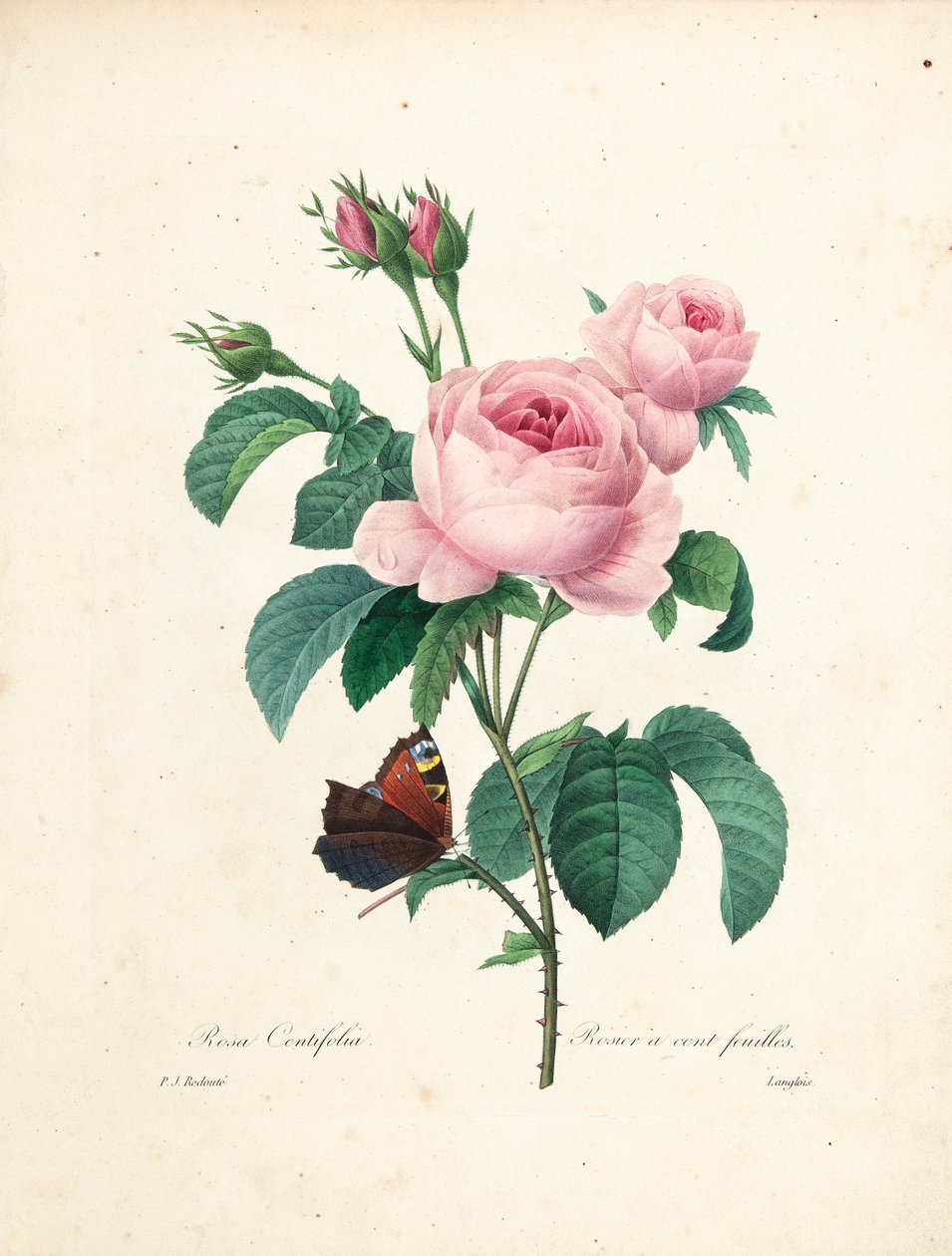 Rosa de cem folhas, gravada por Langlois, da Seleção das Flores Mais Bonitas e das Mais Belas Frutas, vol. Eu, 1827-33 de Pierre Joseph Redouté