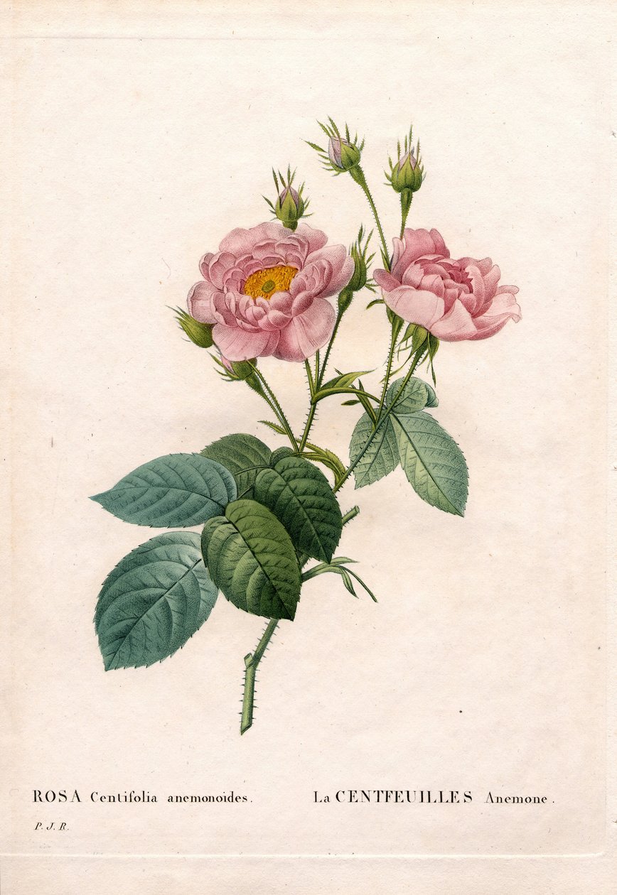 Rosa anémona de cem pétalas, variedade Rosa centifolia, La Centfeuilles Anemone. Gravura em chapa de cobre colorida à mão de "Les Roses", de Pierre Joseph Redoute, Paris de Pierre Joseph Redouté