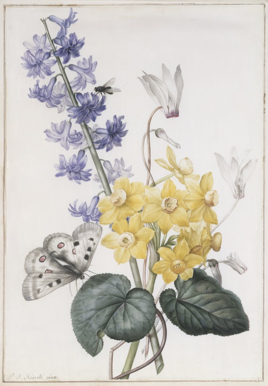 Jacinto, cíclame e narciso de Pierre Joseph Redouté