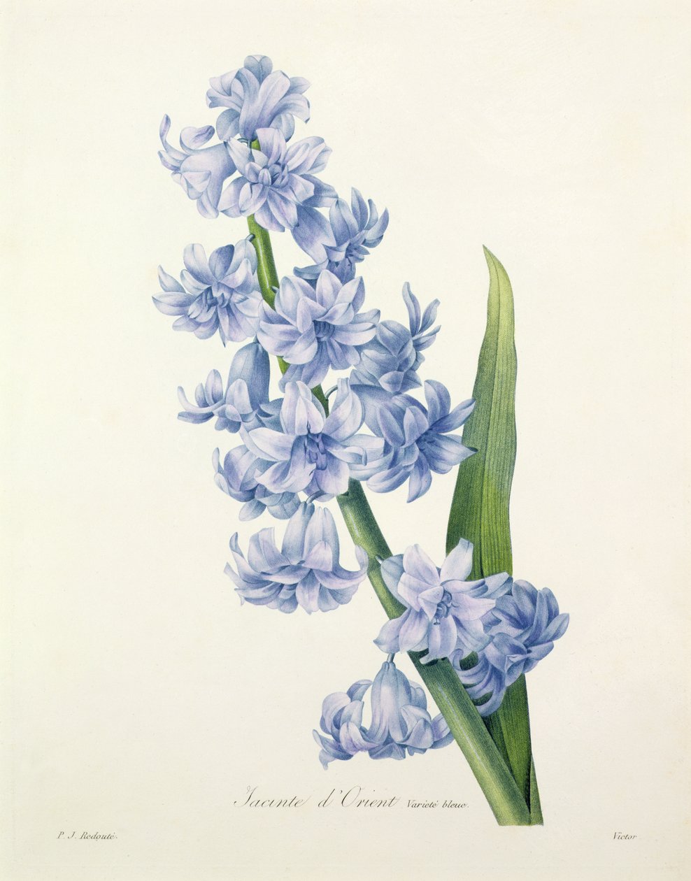 Hyacinthus orientalis (jacinto comum), gravado por Victor, de &39;Escolha das mais belas flores&39;, 1827 de Pierre Joseph Redouté