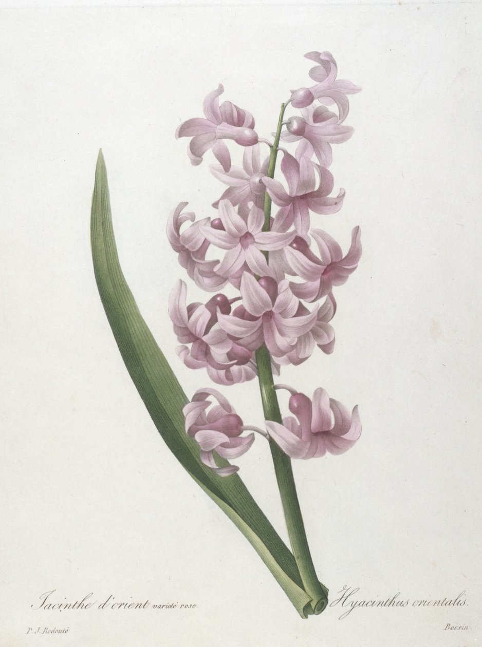 Hyacinthus orientalis, hyacinthus orientalis, da escolha das flores mais belas e frutas mais bonitas, 1827 (gravura stipple colorido à mão) de Pierre Joseph Redouté