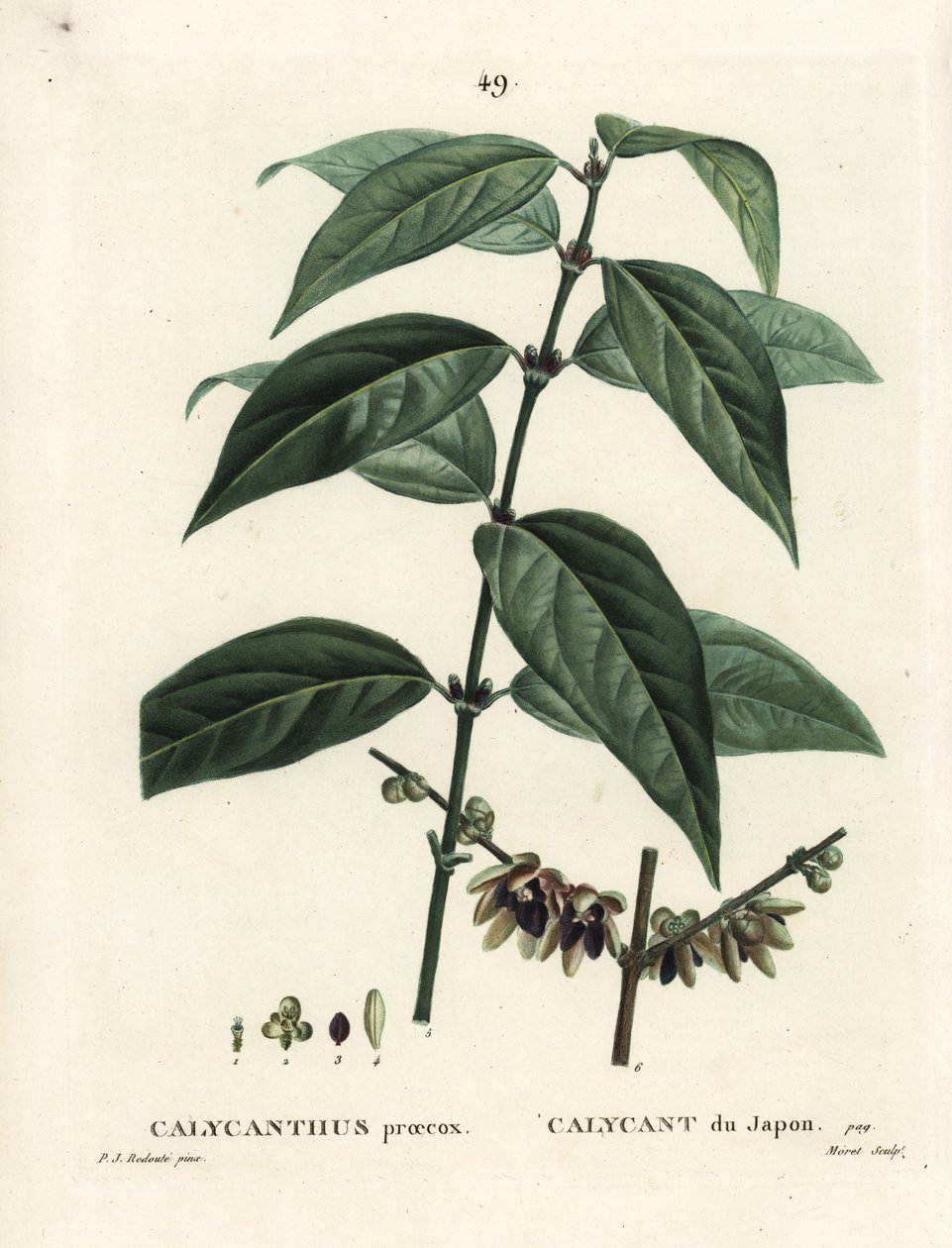 Pimenta-da-jamaica, Chimonanthus praecox (Calycanthus praecox). Gravura de agulha colorida por Moret depois de uma ilustração de Pierre-Joseph Redoute de Henri Louis Duhamel du Moncel