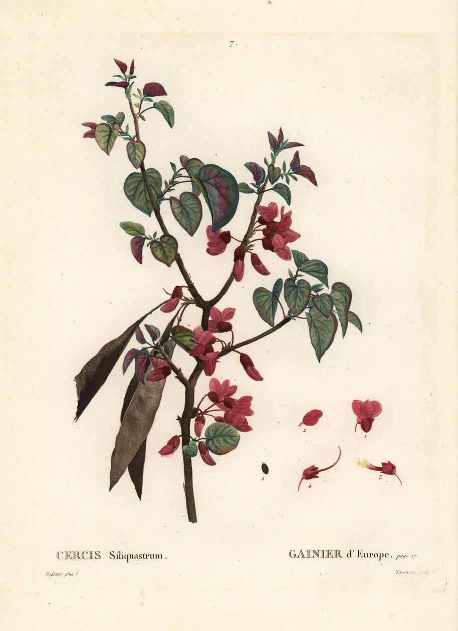 Árvore de Judas, Cercis siliquastrum. Gravura de um estilete colorido por Tassaert após uma ilustração de Pierre-Joseph Redoute, de Henri Louis Duhamel du Moncel