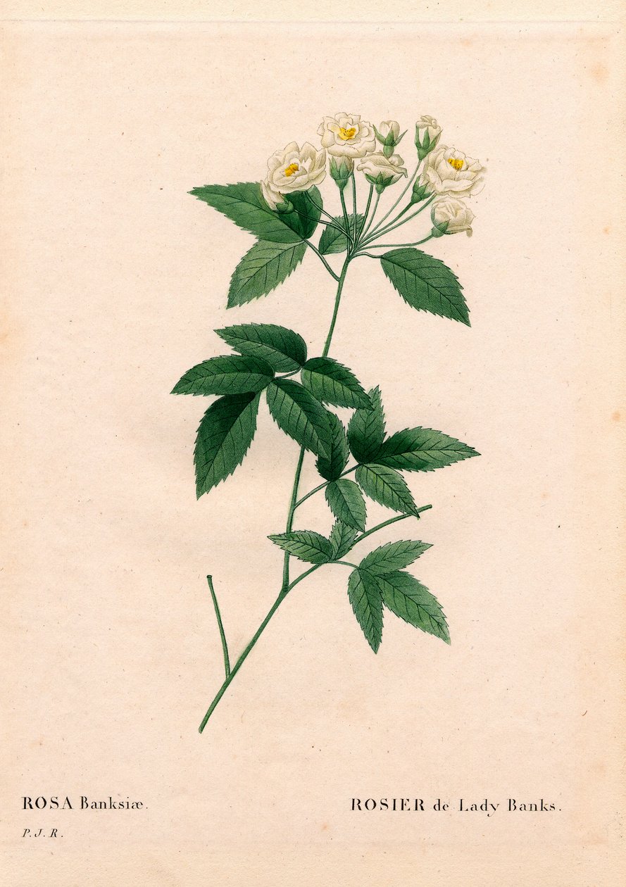 Lady Banks rose, Rosa banksiae var. alba-plena. Gravura em chapa de cobre colorida à mão de "Les Roses", Paris, de Pierre Joseph Redoute. de Pierre Joseph Redouté