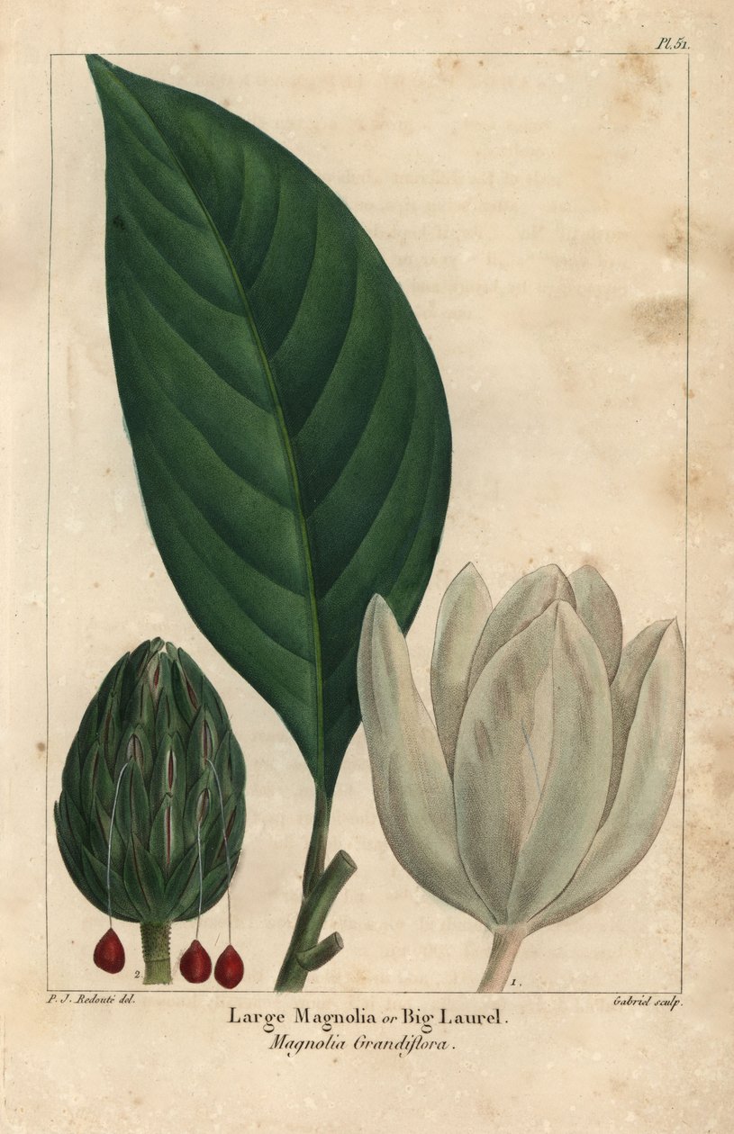 Grande árvore magnólia, grande louro, Magnólia grandiflora (gravura) de Pierre Joseph Redouté