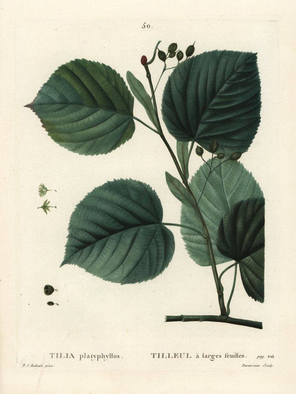 Tília platyphyllos de folha grande, Tilia platyphyllos. Gravura de estilete colorida à mão por Du Ruisseau após uma ilustração de Pierre-Joseph Redoute, de Henri Louis Duhamel du Moncel